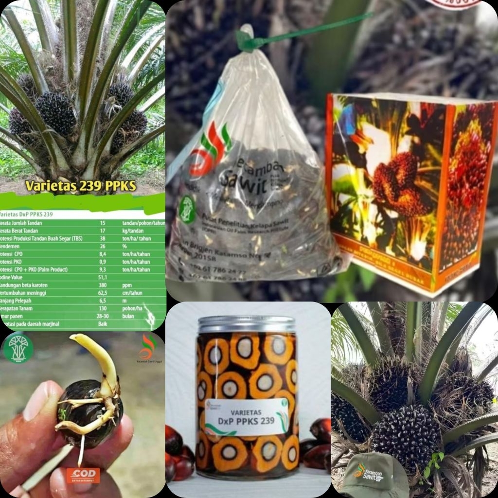 bibit benih kecambah kelapa sawit DXP PPKS 239 BERKUALITAS dan BERSERTIFIKAT isi 250 butir