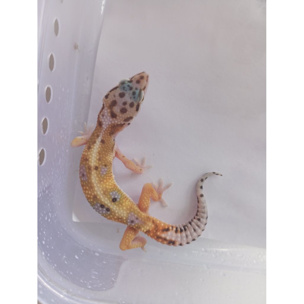 Ganci leopard gecko baby figure action kid toys good quality
