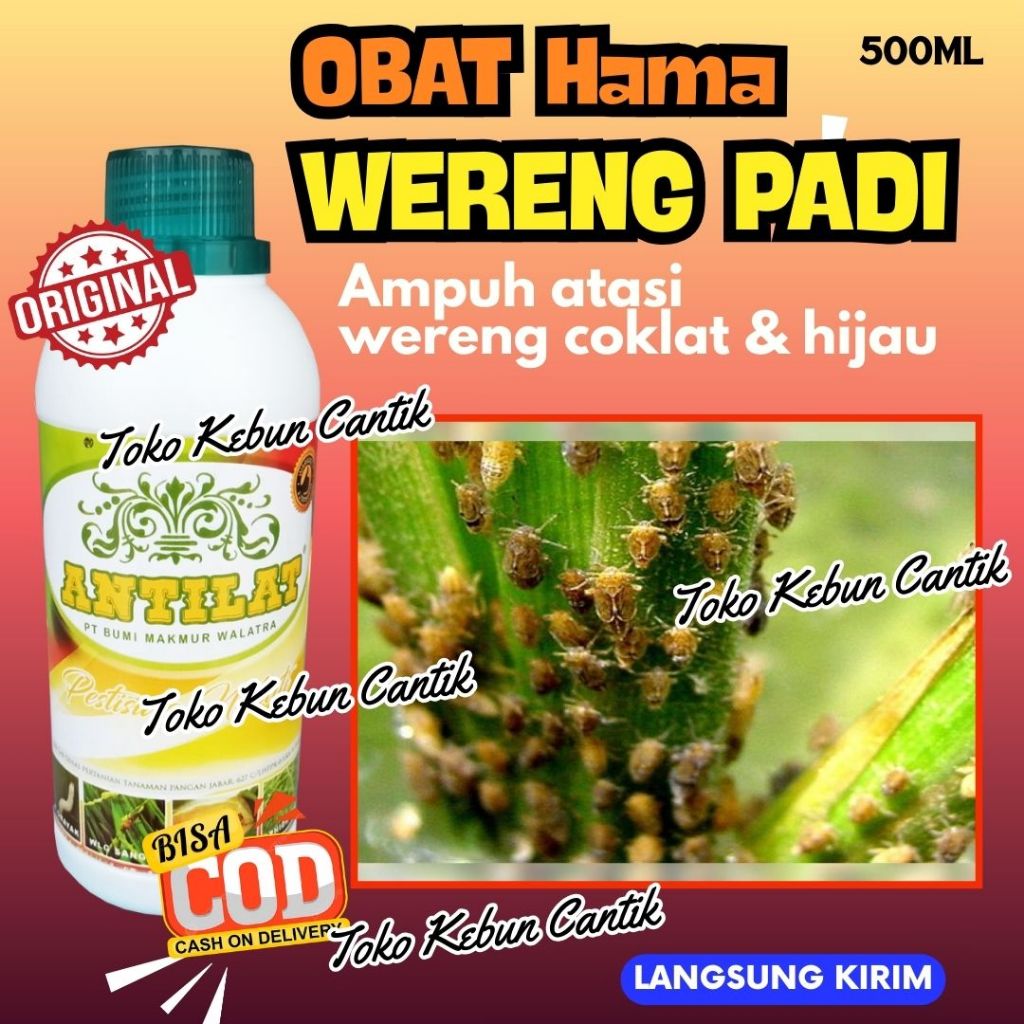 Padi Hancur Diserang Wereng? Wajib Dicoba Obat Wereng Padi ANTILAT 500M Manjur