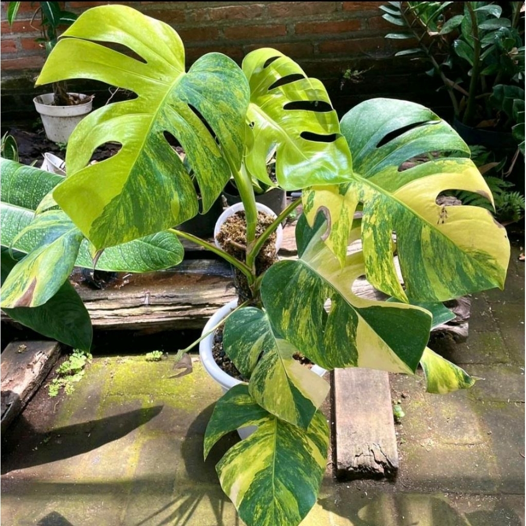 Monstera Marmorata Aurea Yellow Variegata Varigated Varigata Real Pict Murah Ekonomis