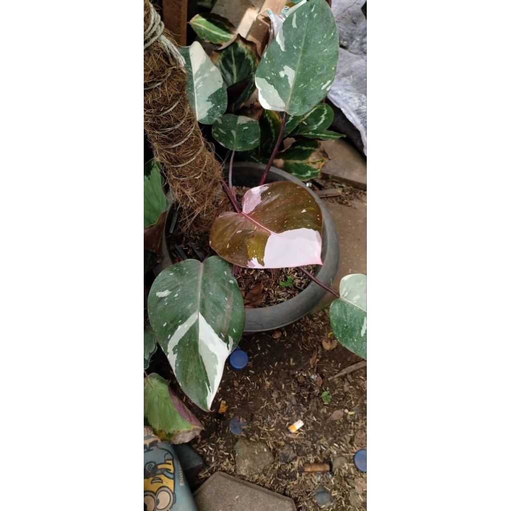Tanaman Hias Philodendron Pink Princess Variegata