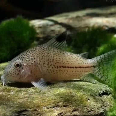 Ikan corydoras Julii indukan 4cm