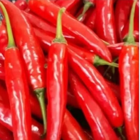 Cabe Merah Besar100grm/ 250grm/500grm