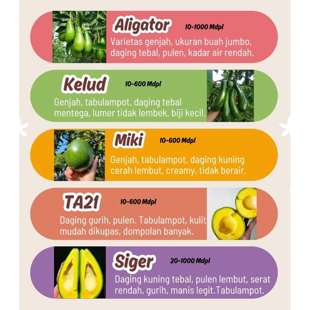 Bibit Alpukat okulasi