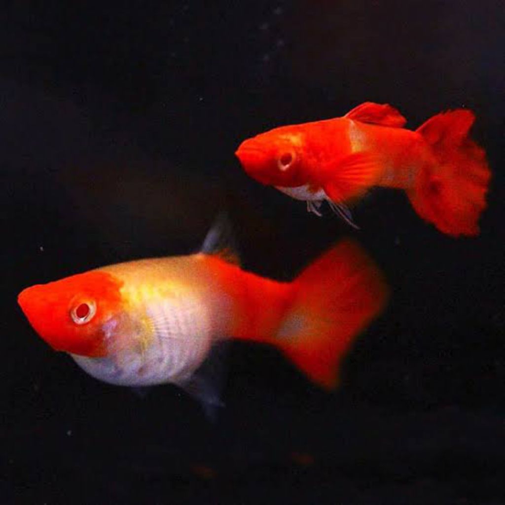 ikan guppy albino koi red ear