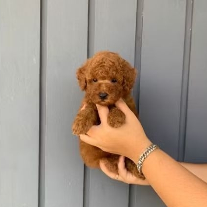 TINY POODLE TOY POODLE RED POODLE STAMBUM