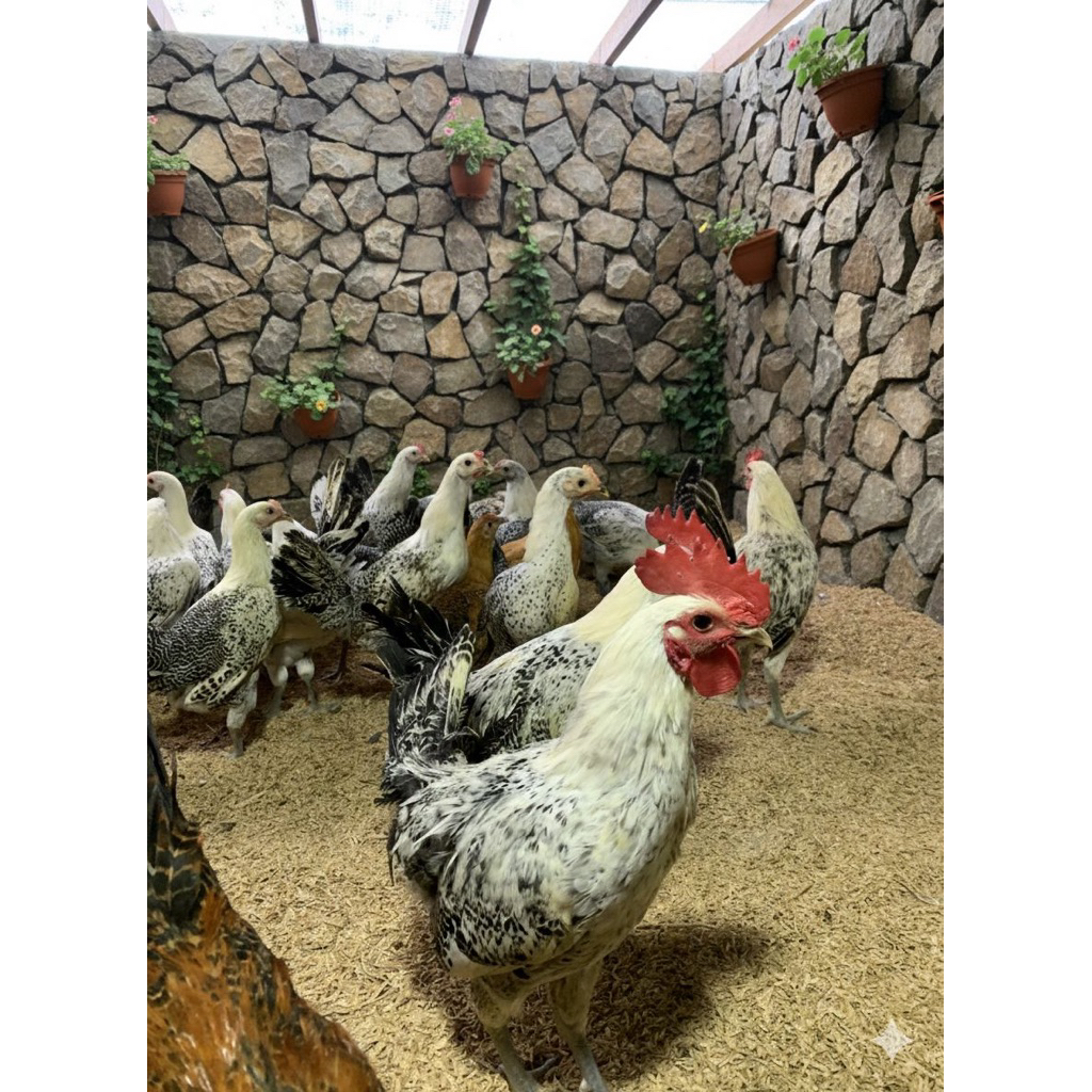 ayam arab pejantan (pengiriman hanya via instant)