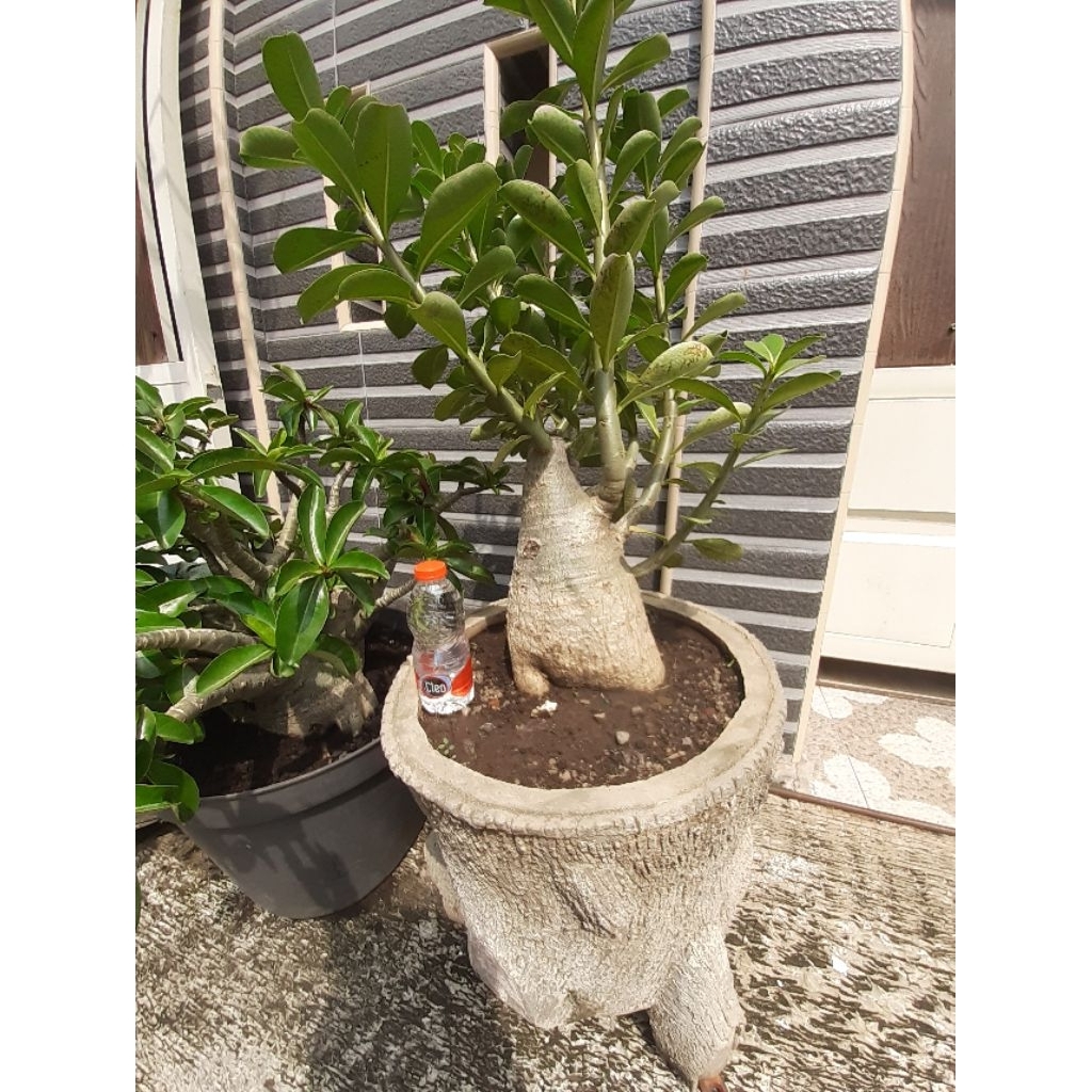 arabicum pot 30 tinggi 60cm