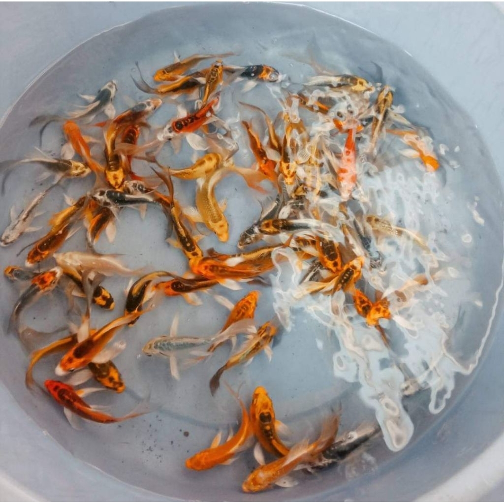 Paket 10 Ekor Koi Metalik Slayer Kumpay Butterfly