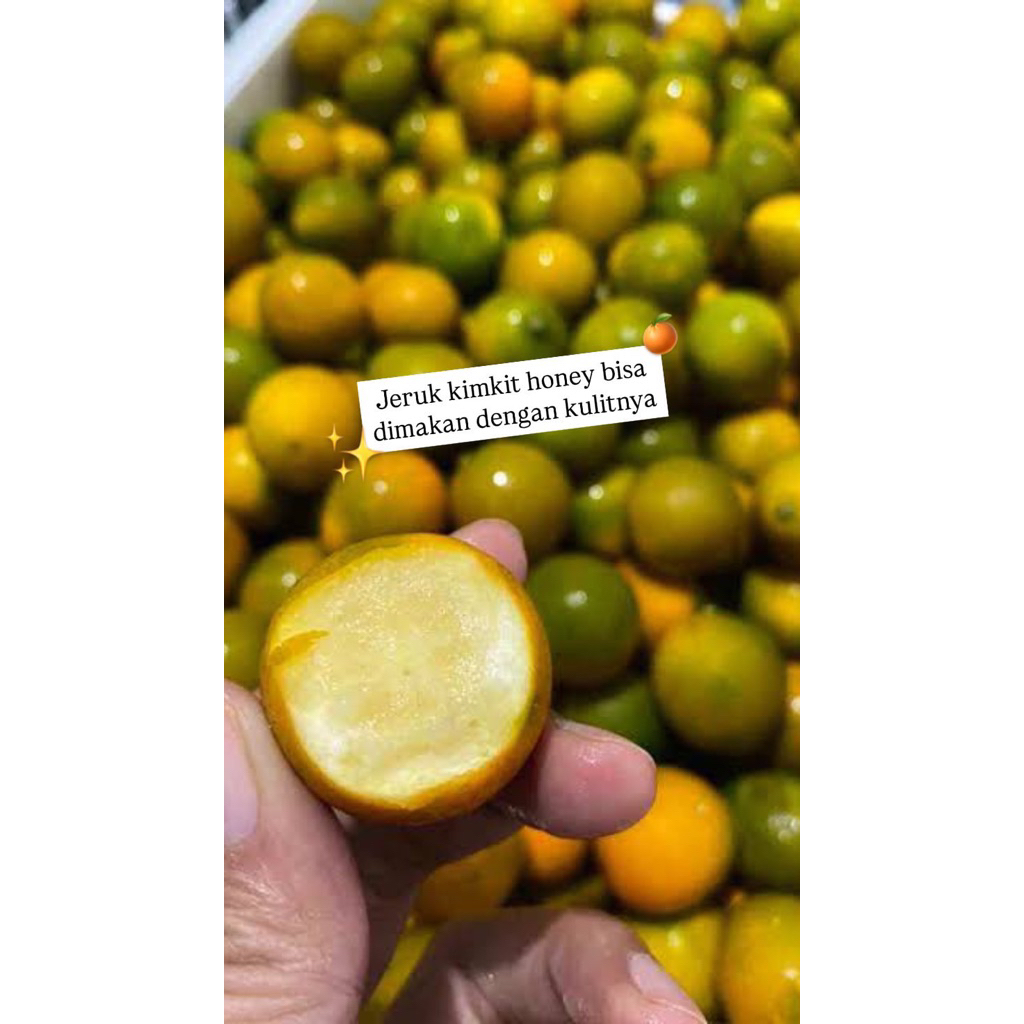 FreshBox - Jeruk Kimkit bisa makan dengan kulitnya