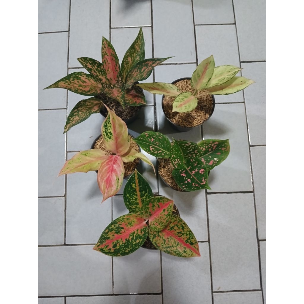 Aglaonema paket 5 pohon frozen, ruby kirana, bidadari, pink dalmation, Mahasethy