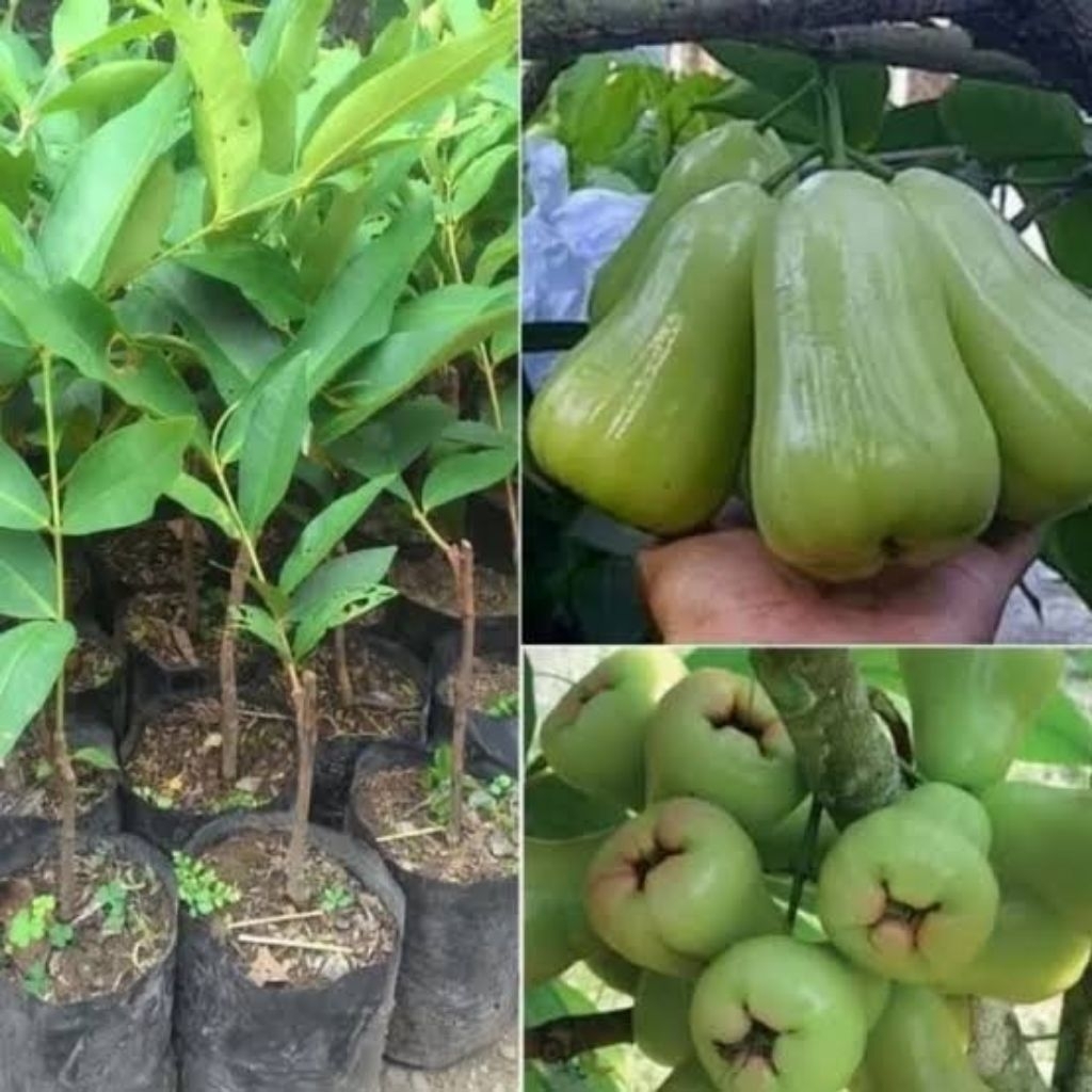 Bibit Jambu Air Madu Deli—Hasil Cangkok Berkualitas