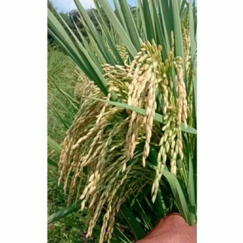 BENIH PADI THAILAND JUMBO KEMASAN 5KG ORIGINAL