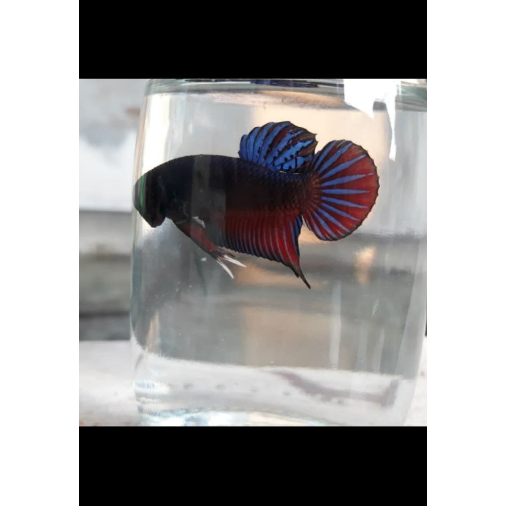 Cupang Adu Series Medan Beli 1 Gratis 1 Cupang Indukan Betina