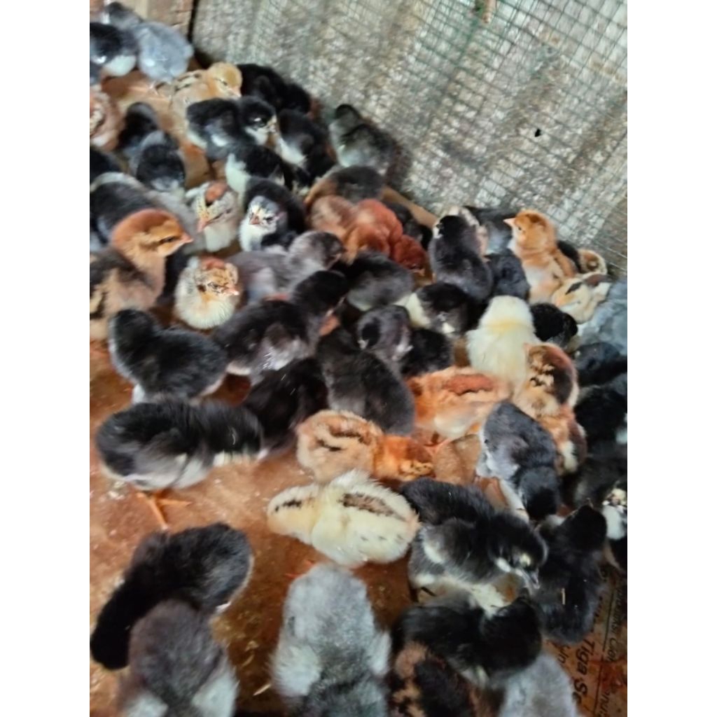 Grosir Ayam Kampung KUB Ayam Kub Janaka 2 Sudah vaksin