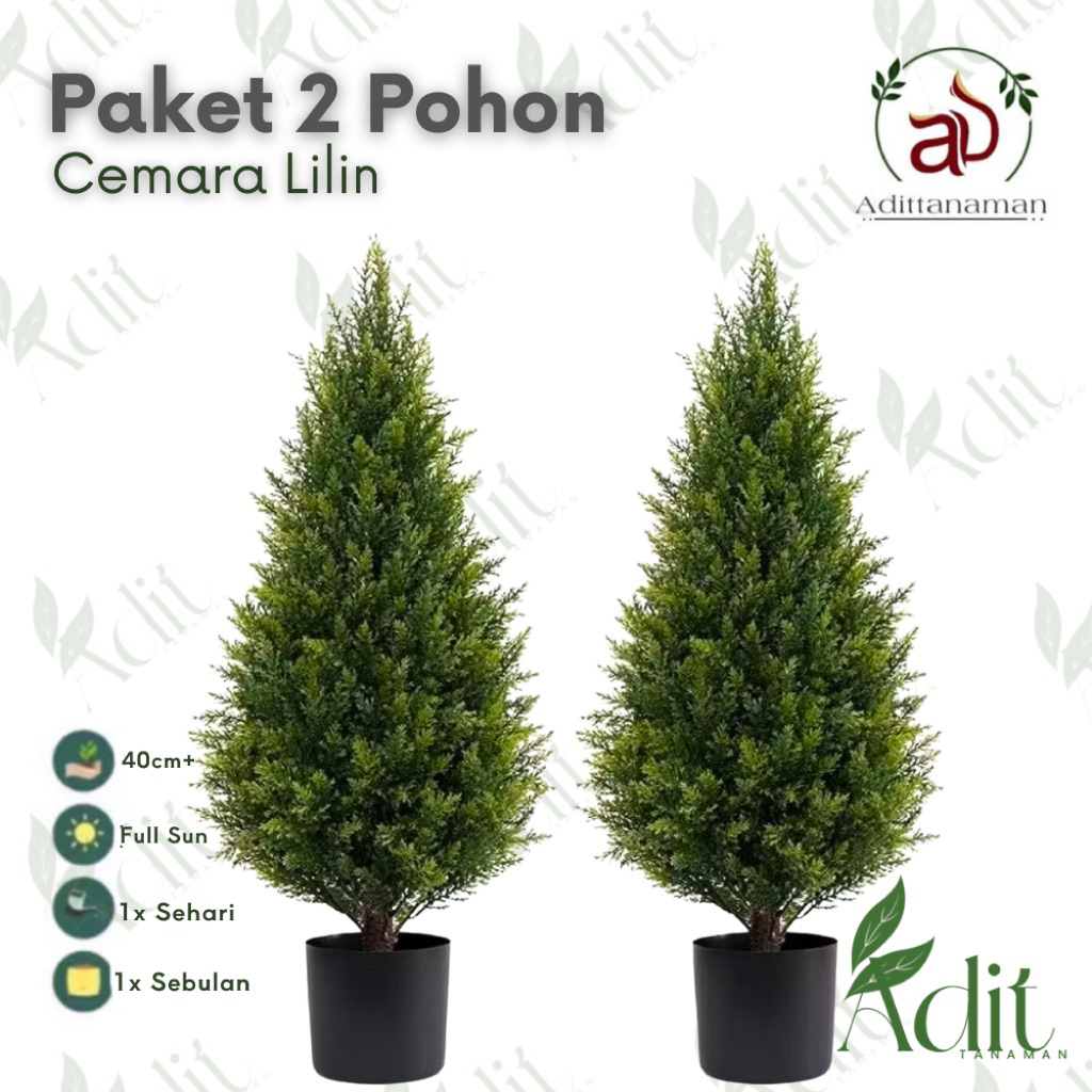 ( PAKET 2 TANAMAN ) Cemara lilin Pua pua pohon Cemara lilin tanaman cemara lilin pohon cemara natal 