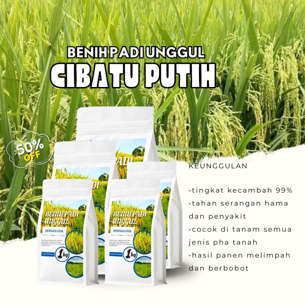 BENIH PADI UNGGUL UNGGUL CIBATU PUTIH 1KG PAKET 5KG (BENIH/PADI CIBATU PUTIH)