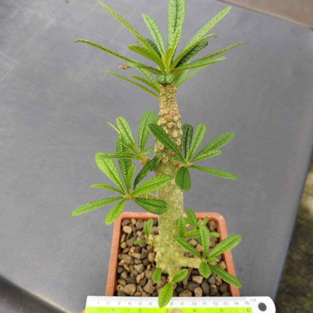 Tanaman Dorstenia gigas cutting size kecil