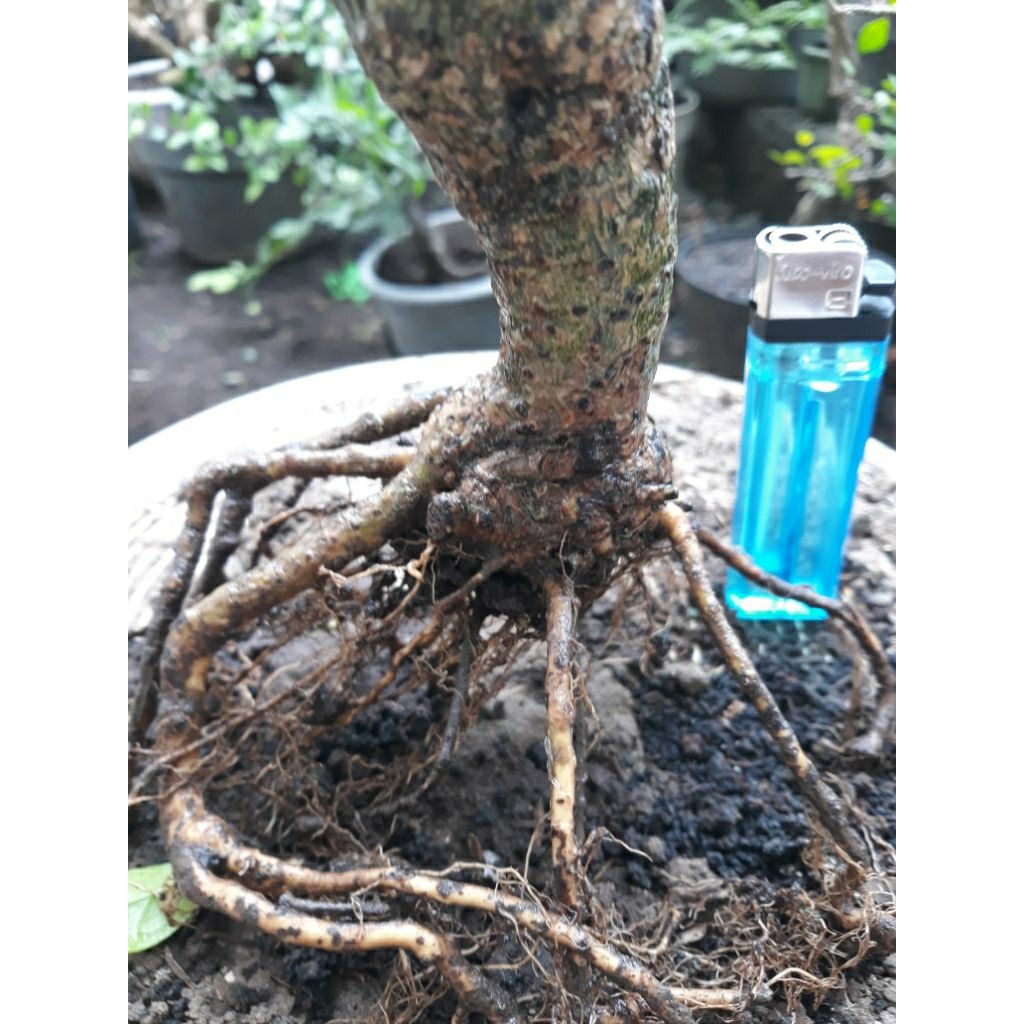 Bonsai Bahan Hokianti Prokar