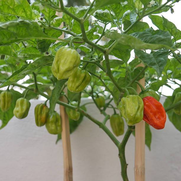 SEMAI SUBUR BENIH CABAI KATOKKON