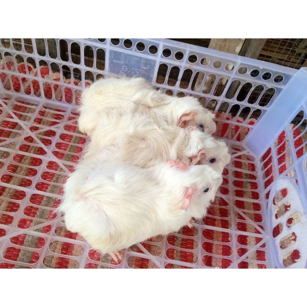 Marmut indukan abisyian sepasang dewasa