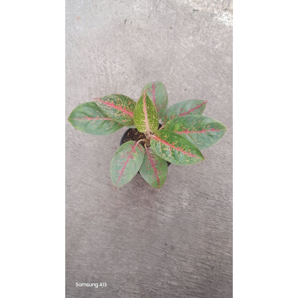 Aglonema Red Stardust (Size Dewasa Daun 9) (2)