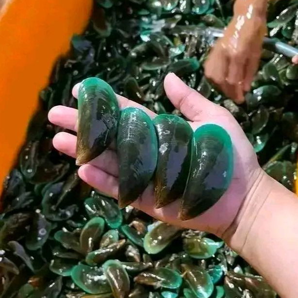 Kerang Hijau 1Kg / Kerang Hijau Segar / Kerang Ijo 1Kg / Kerang Ijo / Seafood Segar / Kerang Laut / 
