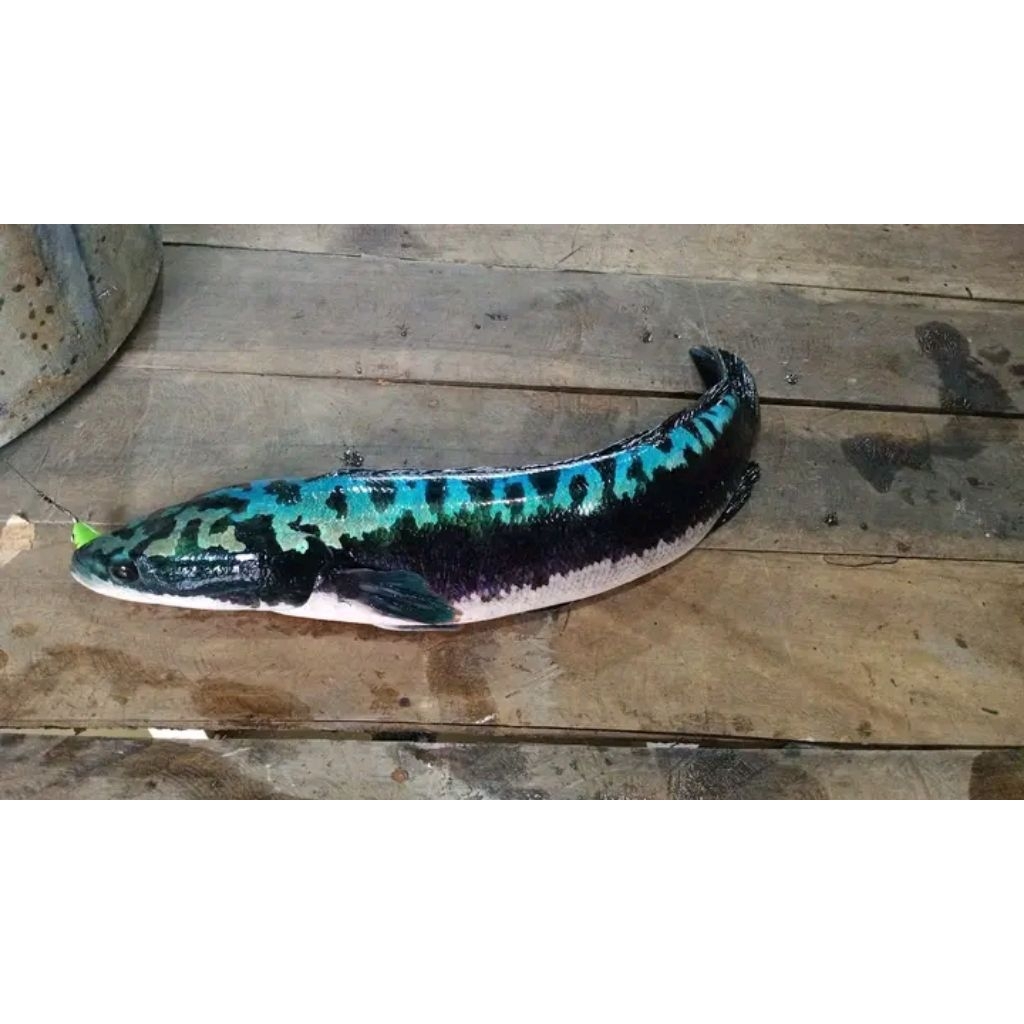 PAKET HEMAT 2 TOMAN GOBLIN BIRU UK 8-10CM BAHAN