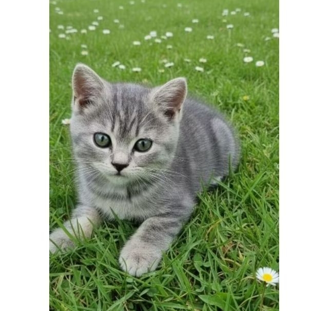 Kitten Scottish Straight