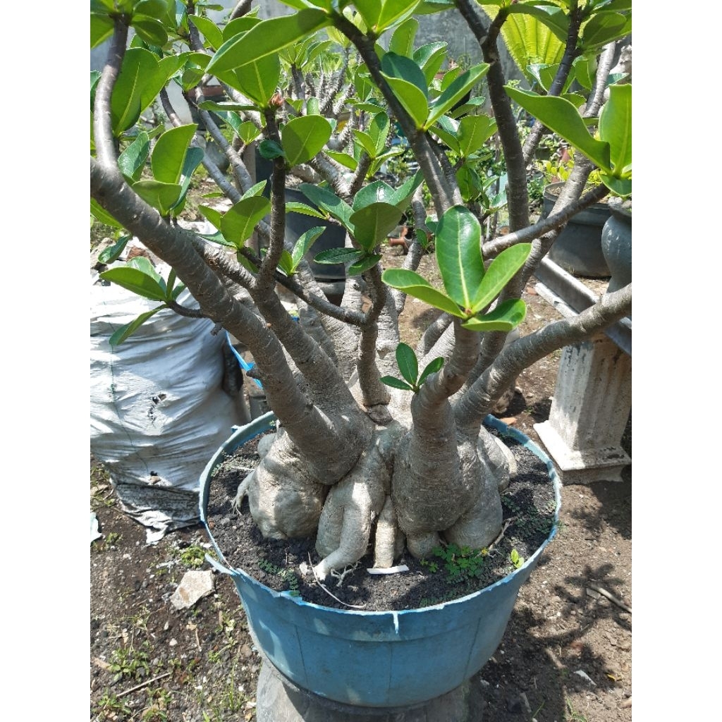 Arabicum black giant jumbo pot 70