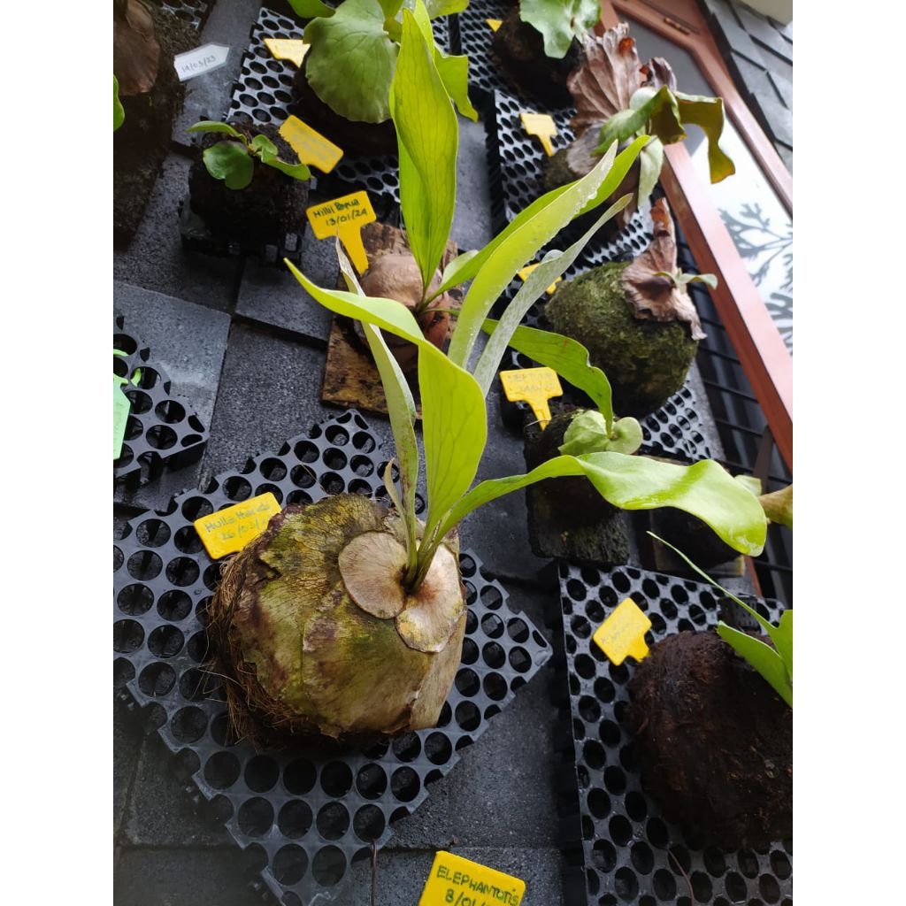 Platycerium Hillii Hulla Hands (Split 26/03/2023)