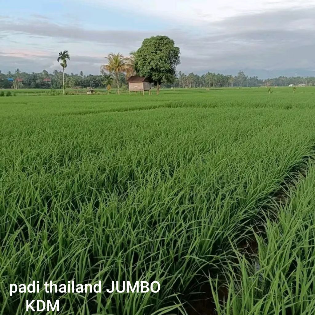 BENIH PADI BIBIT PADI THAILAND JUMBO KEMASAN 1 KG BIBIT PADI UNGGUL