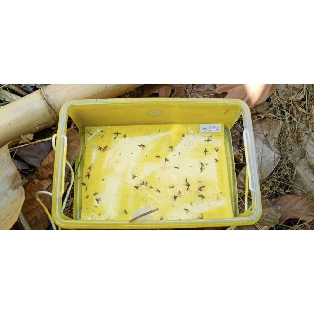 Perekat Trap CPB Lure 10x12CM - Buah Kakao