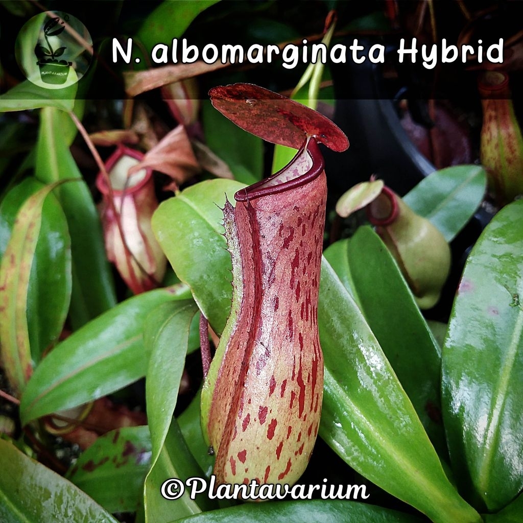 Kantung Semar Nepenthes Albomarginata Hybrid