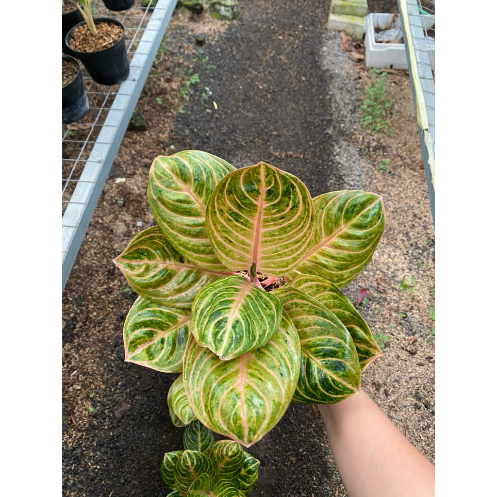 AGLAONEMA RINJANI