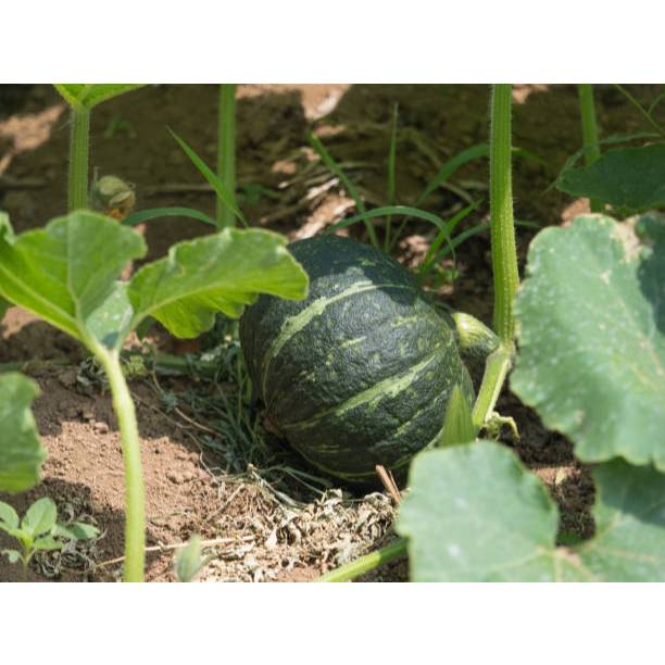 SEMAI SUBUR BENIH LABU KABOCHA