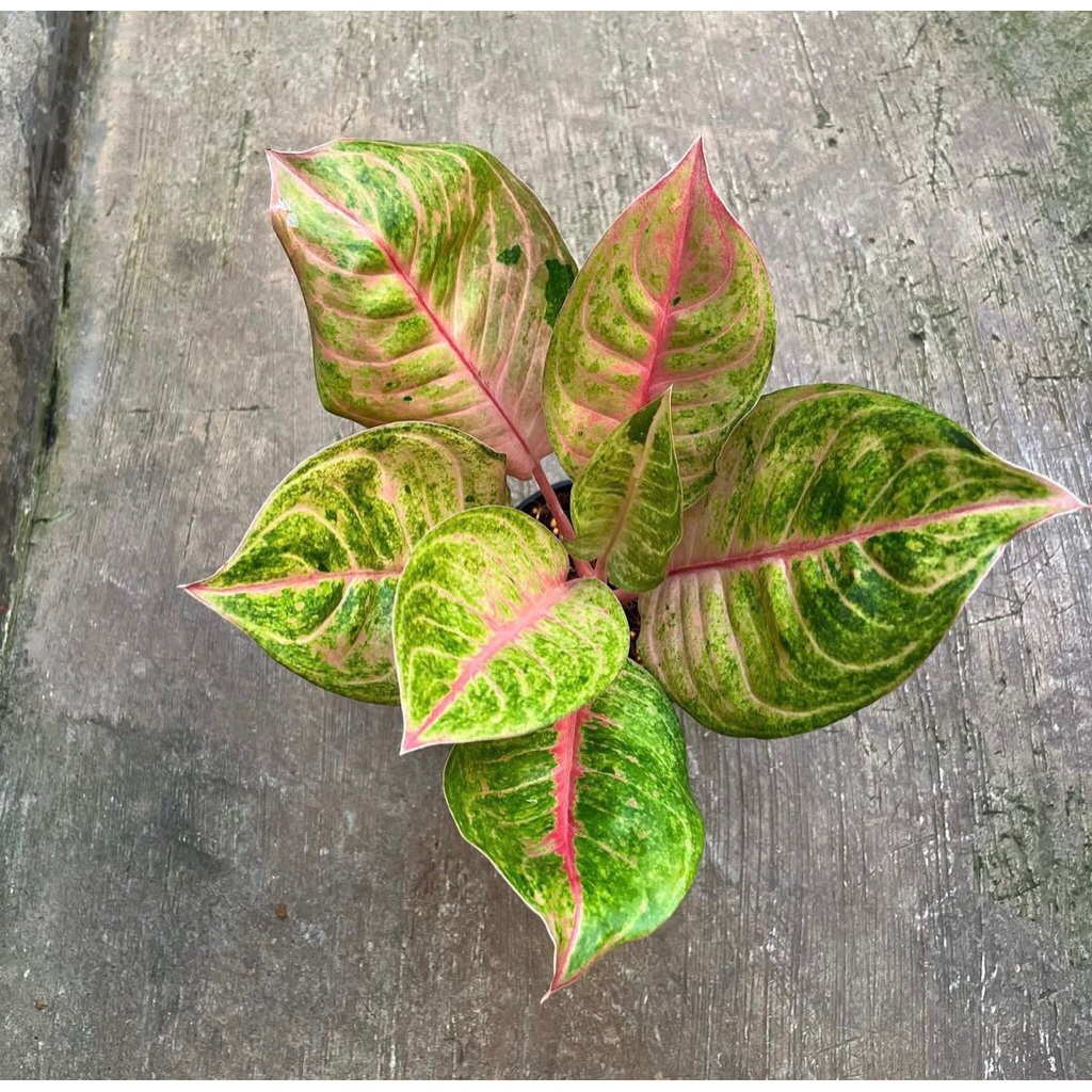 Aglonema Susan baby - Tanamanhias aglonema susan anakan