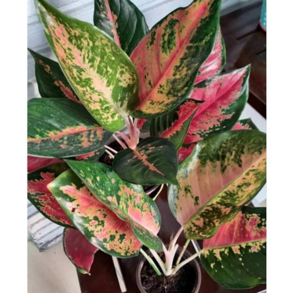 aglonema red kochin dewasa rimbun siap pajang