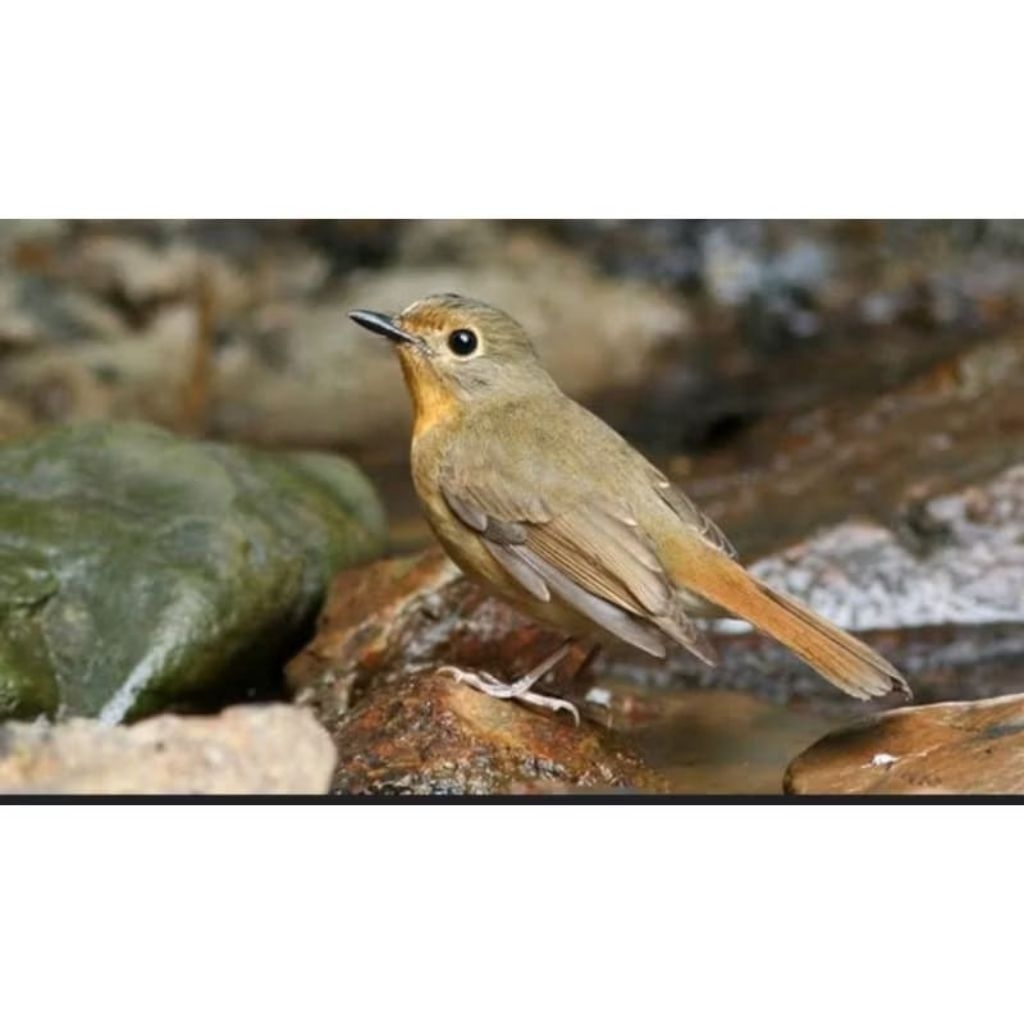 tledekan gunung ori jawab betina