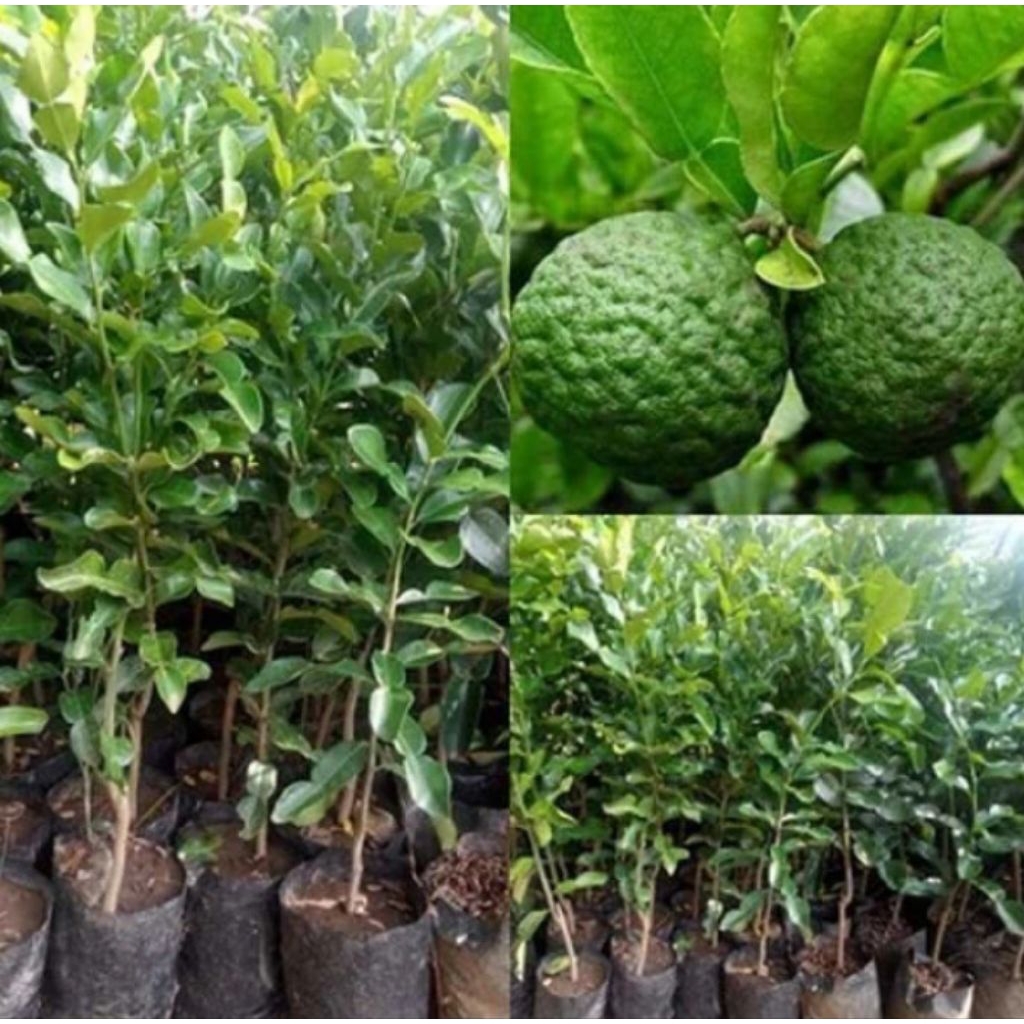 Tanaman Buah Jeruk Purut Berbuah / Pohon Jeruk Purut Berbuah Super