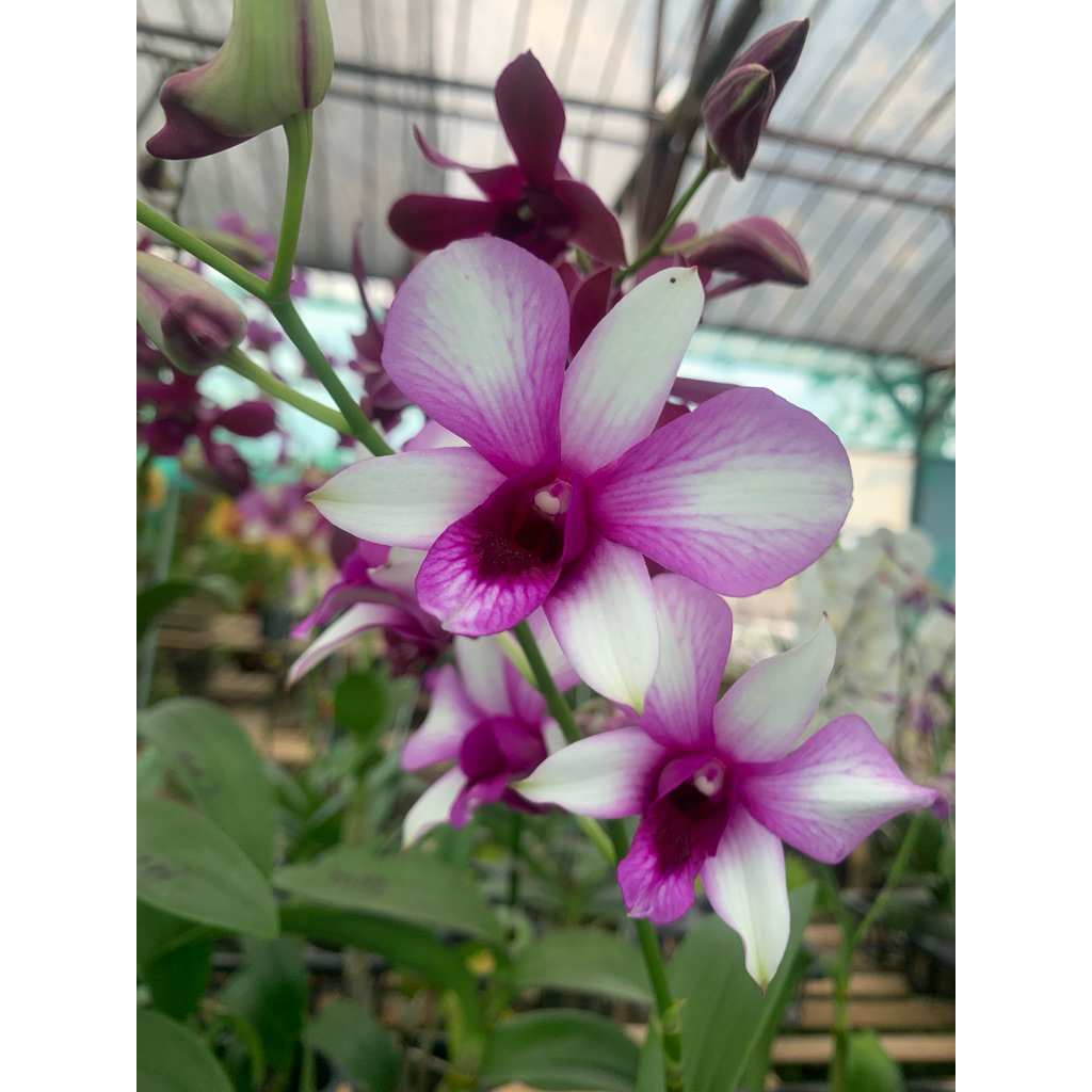 Anggrek dendro bunga asli