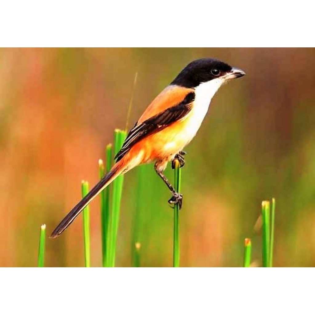 CENDET/PENTET GACORAN