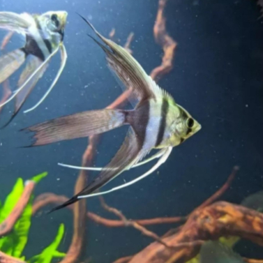 Manfish Black White Selayer | ikan hias manfish BW selayer | Ikan hias aquascape