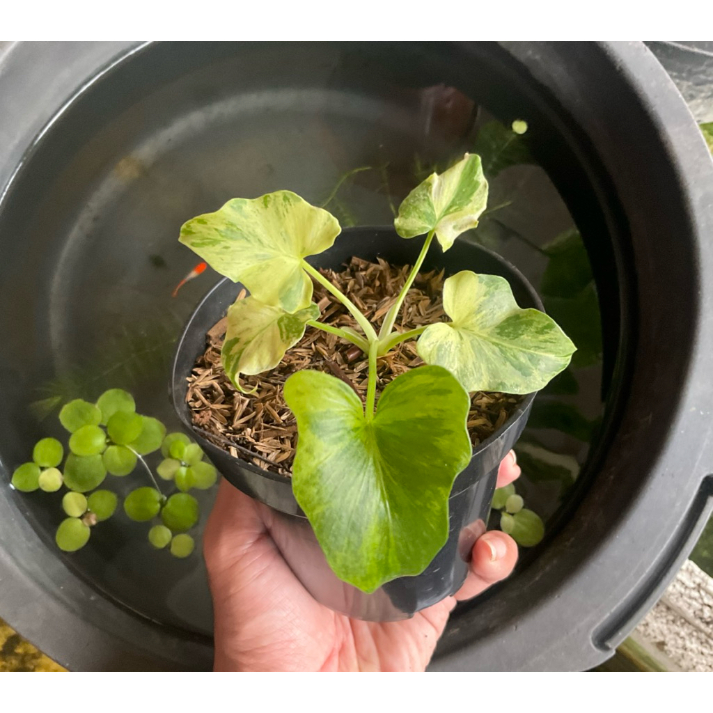 Thaumatophyllum Dragon Fire Nogo Geni Tanaman Hias Thomatopylum Seloum Selloum Variegata Varigated V