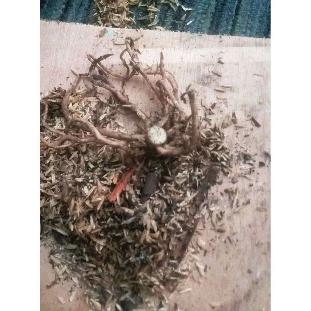 bibit bonggol aglonema Ruby giant bonggol berakar