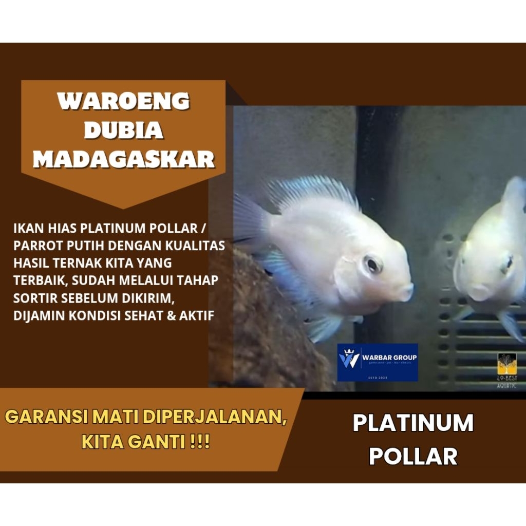 Ikan hias platinum pollar/parrot putih KUALITAS GRADE A ( GARANSI )