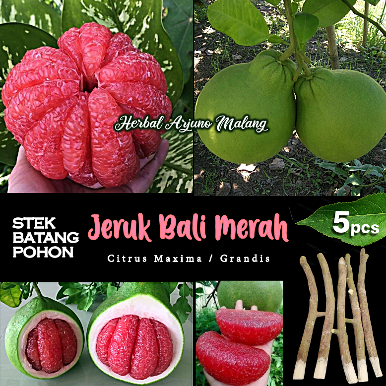 Jeruk Bali Stek Batang Tanaman Pohon Buah Pomelo Isi Merah Fruit Outdoor Siap Tanam Tropik Eksotik V