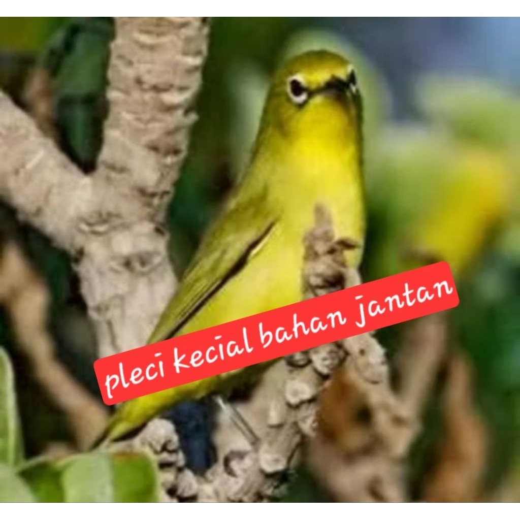 pleci kecial bahan jantan
