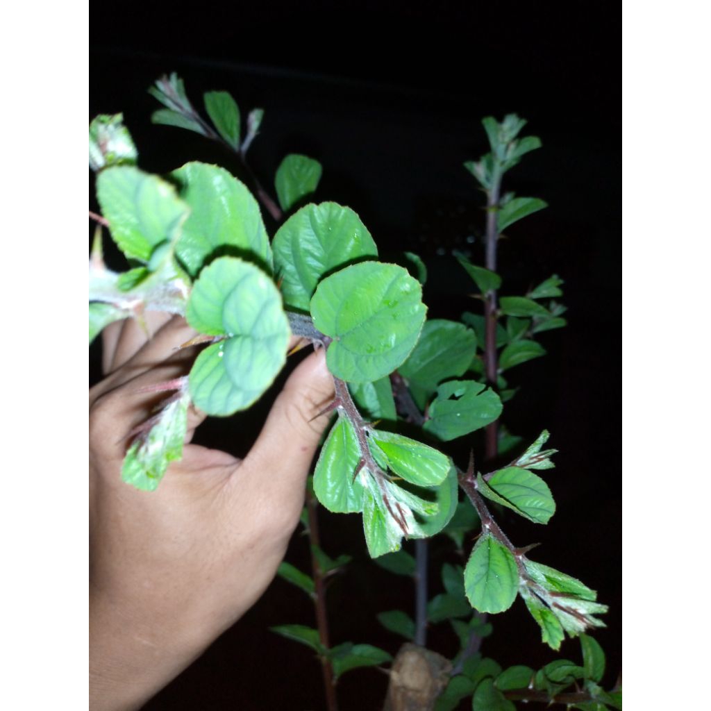 Daun Bidara Arab Asli Bukan Bidara Cina