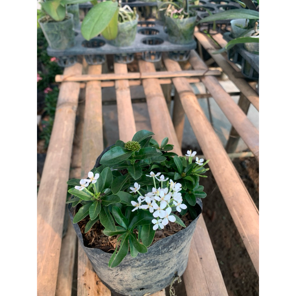 Bunga asoka mikro warna putih